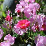 Haus Sonnheim